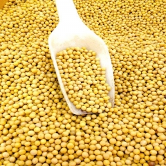 黄豆25kg非转基因大豆