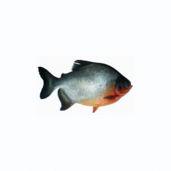 250/350红鲳鱼