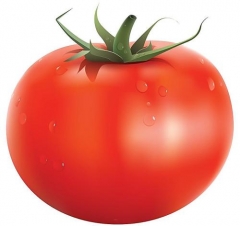 西红柿（优质）