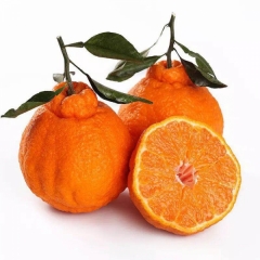 大丑橘