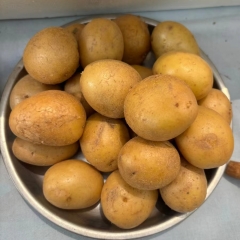 优质土豆